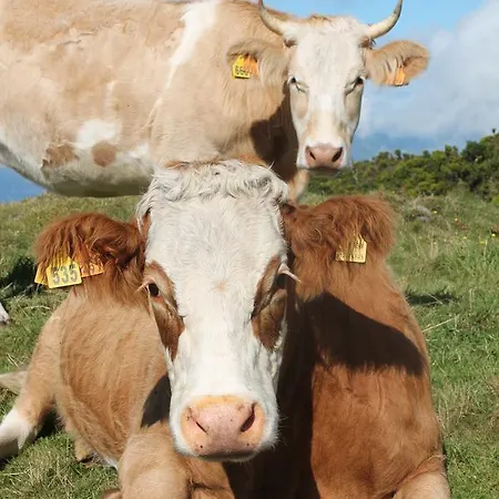 Oliveira * 마달레나