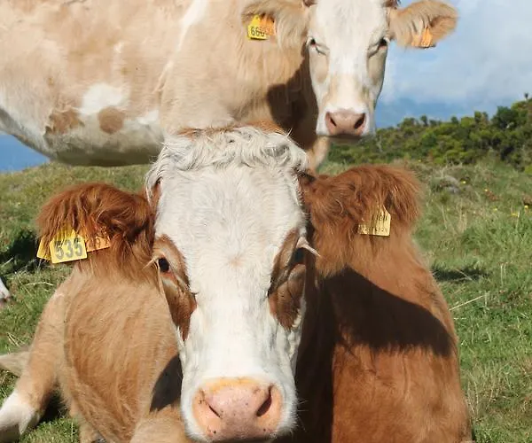 Oliveira * Madalena (Azores)